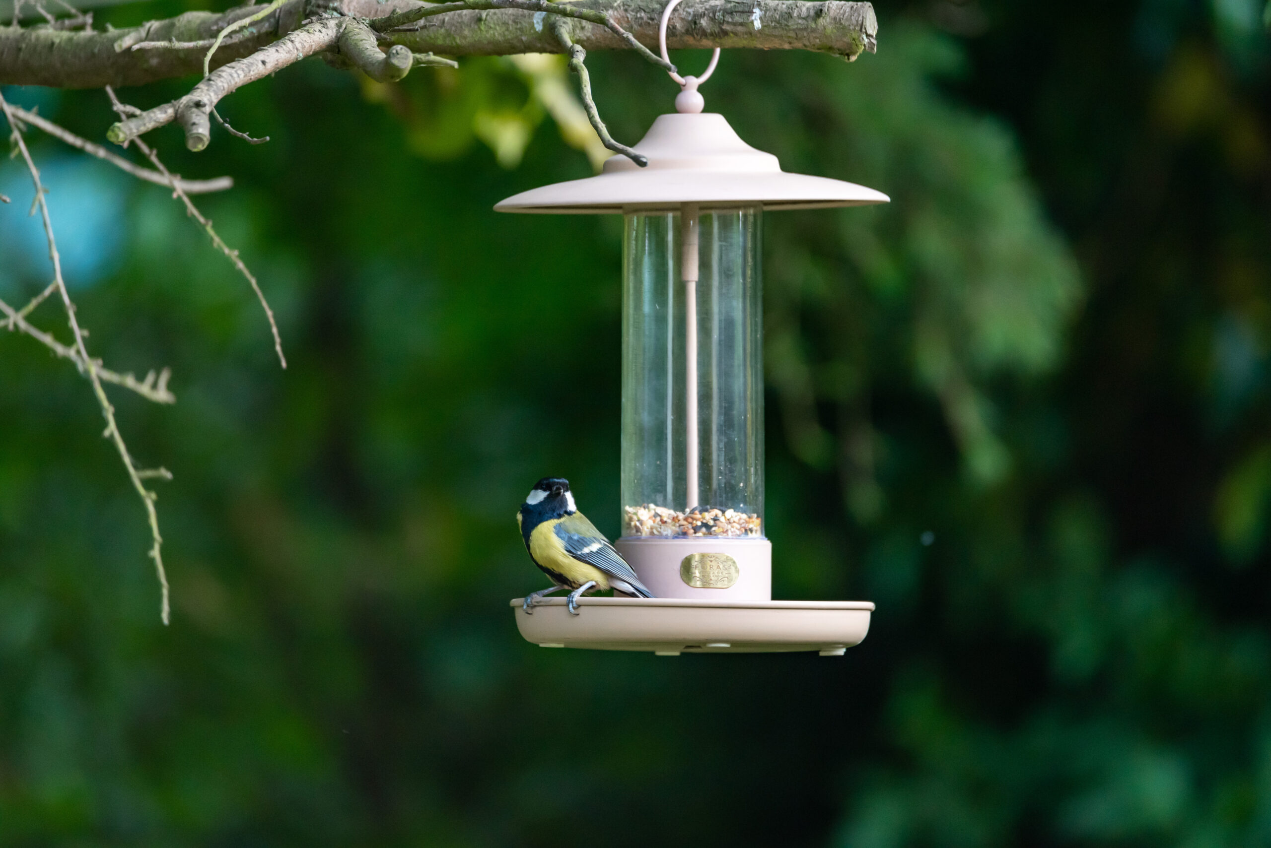 Larch bird feeder and bird