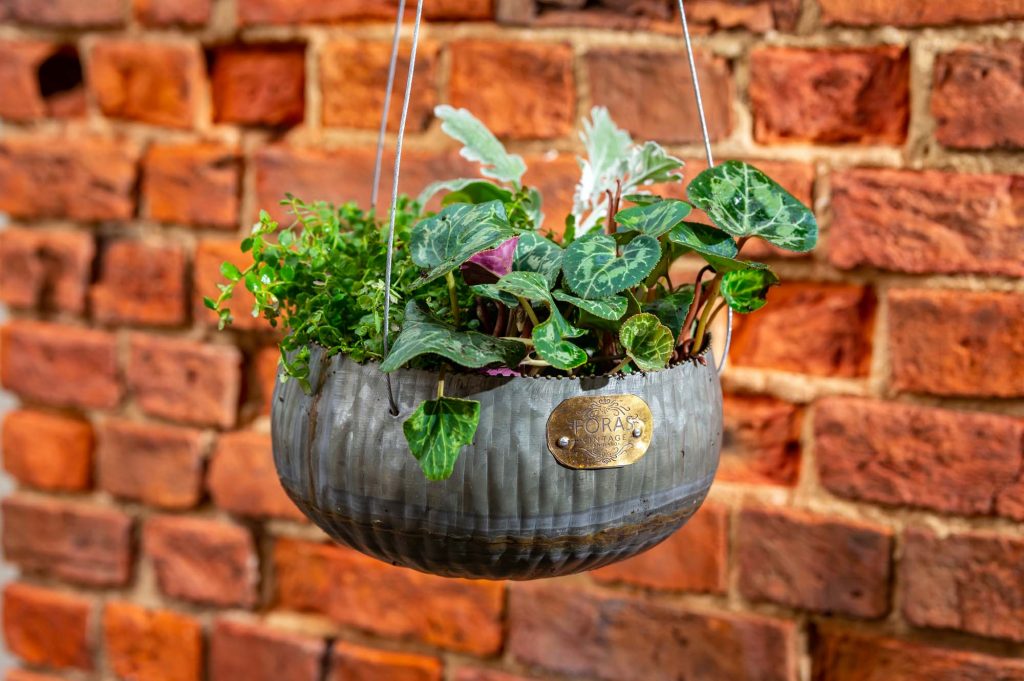 Barberry Hanging Planter