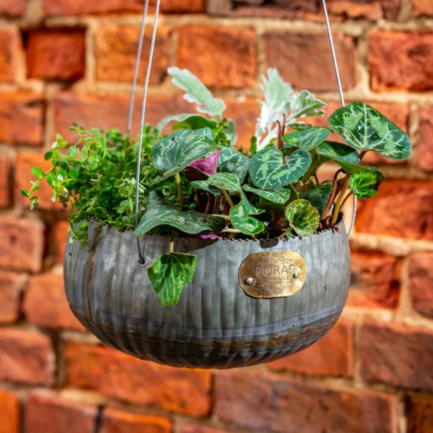 Barberry Hanging Planter